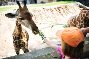 Un enfant qui nourrit une girafe dans un parc animalier.